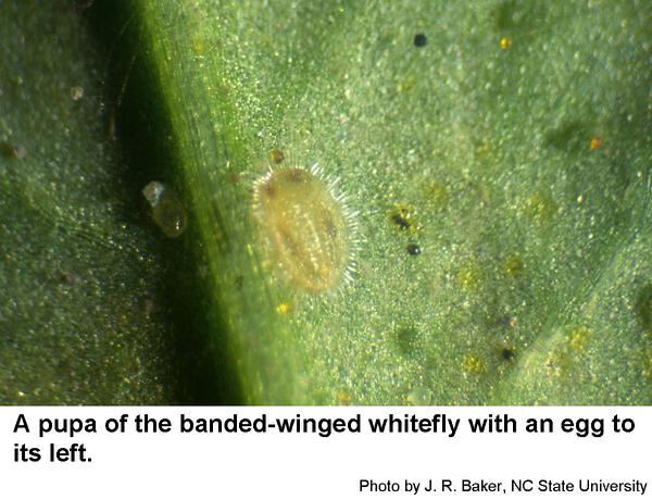 Immature banded-winged whiteflies